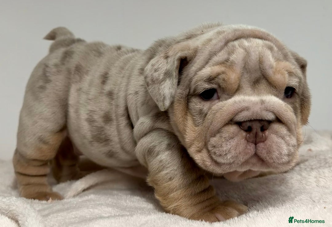 English Bulldog dogs for sale: *Stunning* KC English bulldog puppies ready soon!! - Advert 3