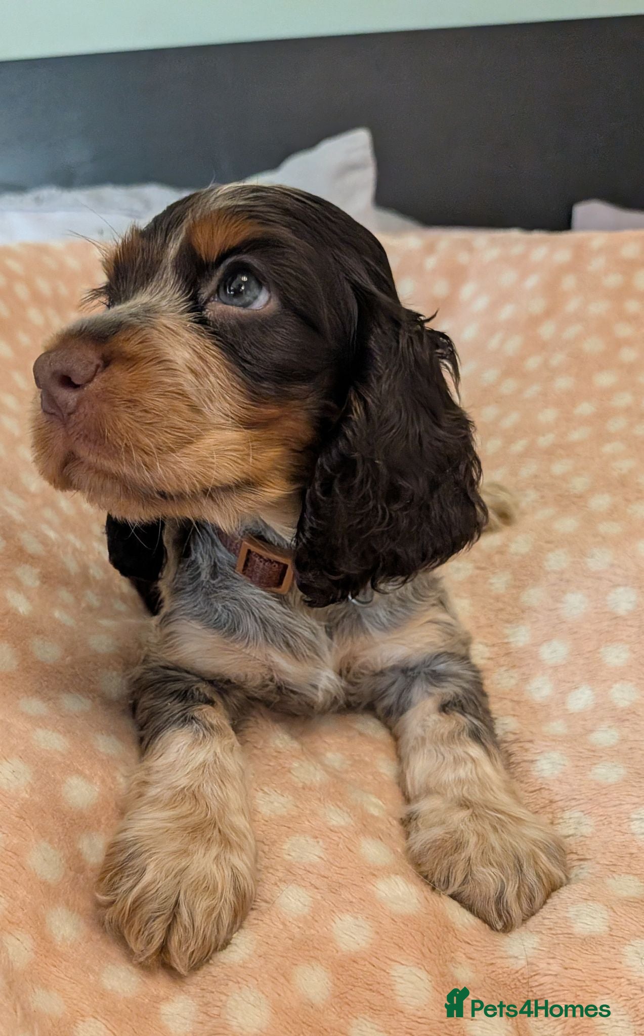 Cocker Spaniel dogs KC Show Cocker Spaniel Pups Health Tested Parents - Advert 1