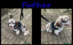 Goldendoodle dogs for sale: F1B Goldendoodle Puppies – Merle & Black – Essex - Image 13