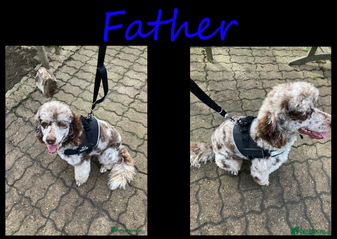 Goldendoodle dogs for sale: F1B Goldendoodle Puppies – Merle & Black – Essex - Image 13