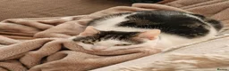 Mixed Breed cats for sale: Megatron  - Advert 2
