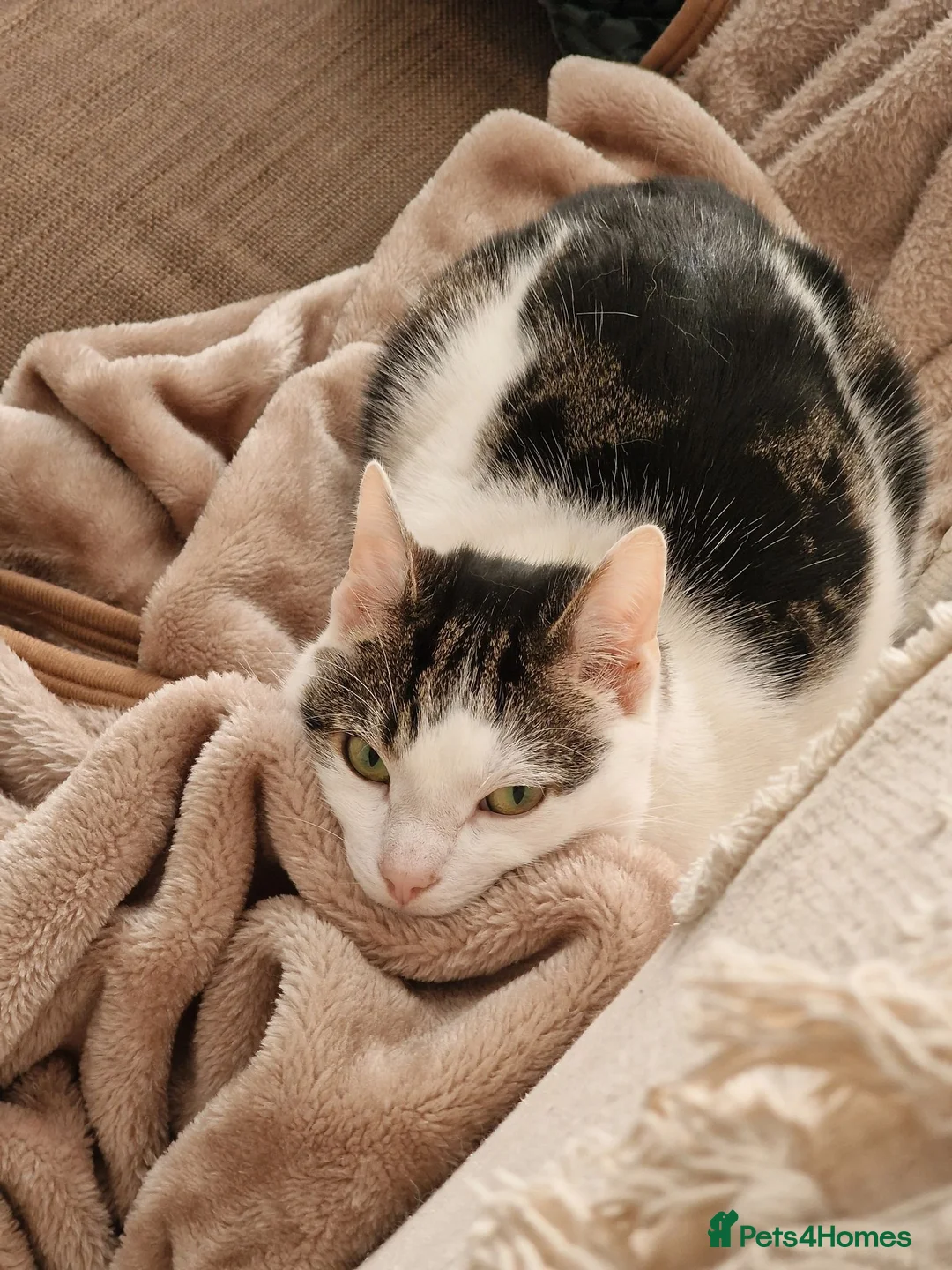 Mixed Breed cats for sale: Megatron  - Advert 2