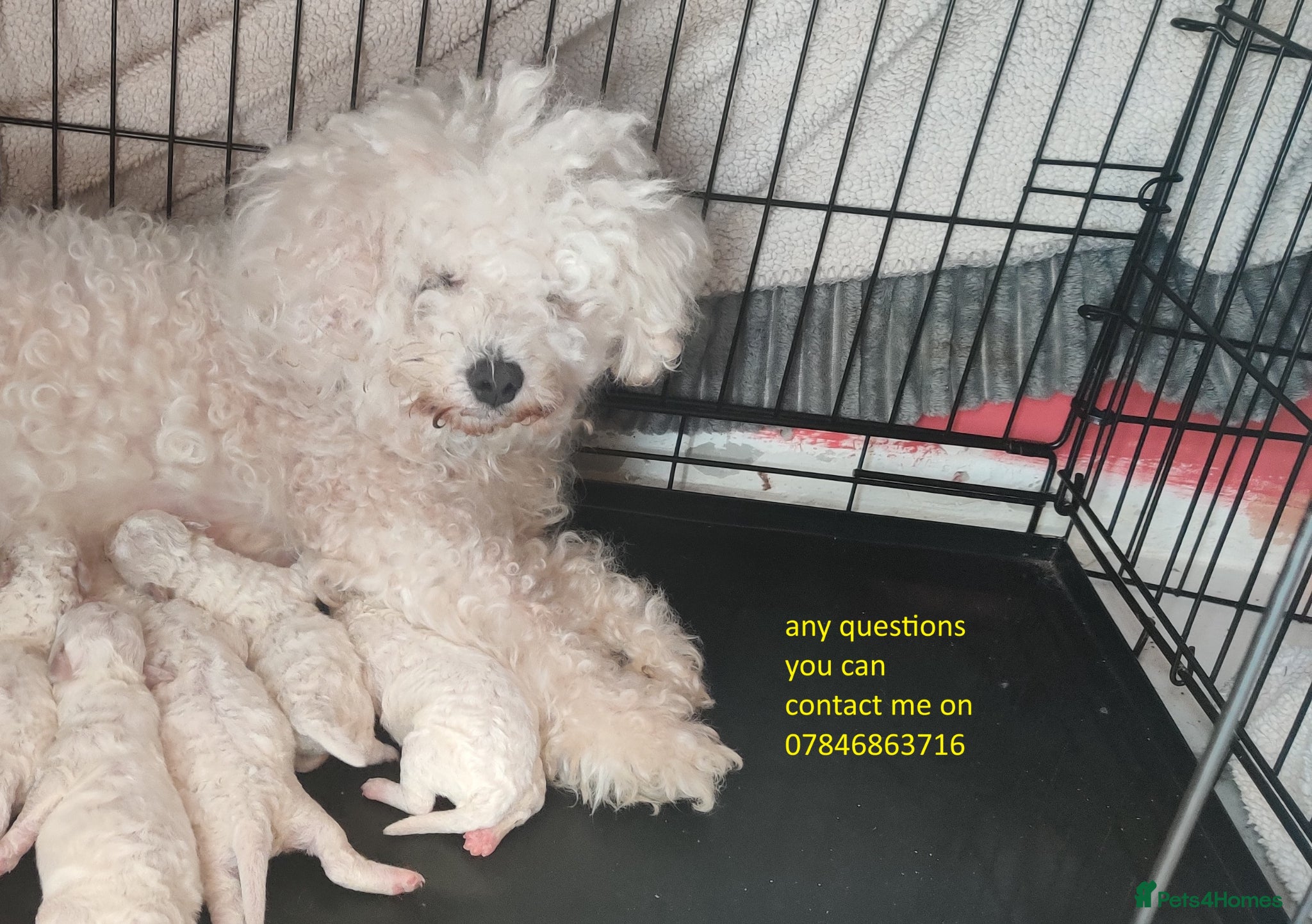 Bichon Frise dogs bichon frise puppies 2 boys 3 girls ready now  - Advert 2