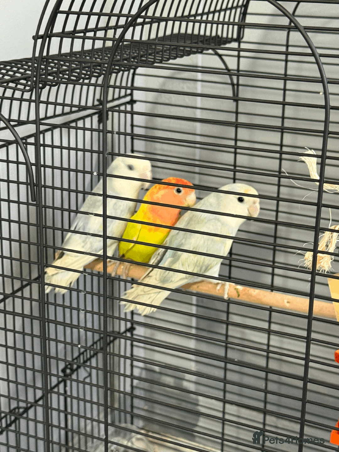 Lovebirds birds for sale: LOVE BIRDS FOR SALE  - Advert 3