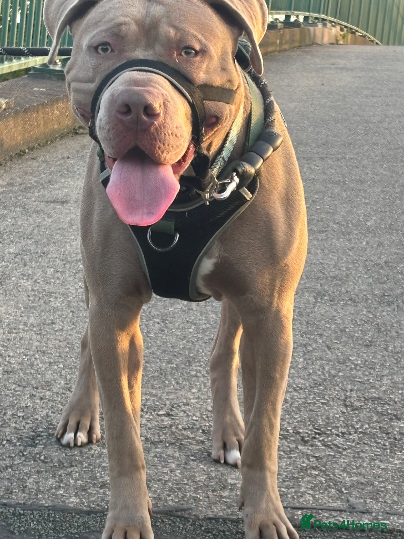 Mixed Breed dogs 9 month old Cane corso cross pittbull - Advert 1
