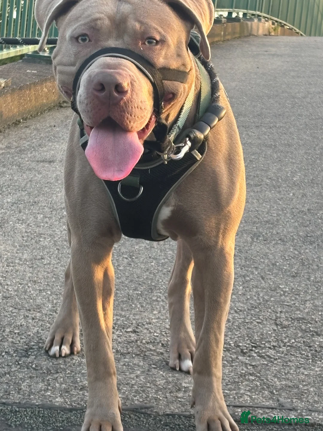 Mixed Breed dogs for sale: 9 month old Cane corso cross pittbull in Alfreton - Advert 1