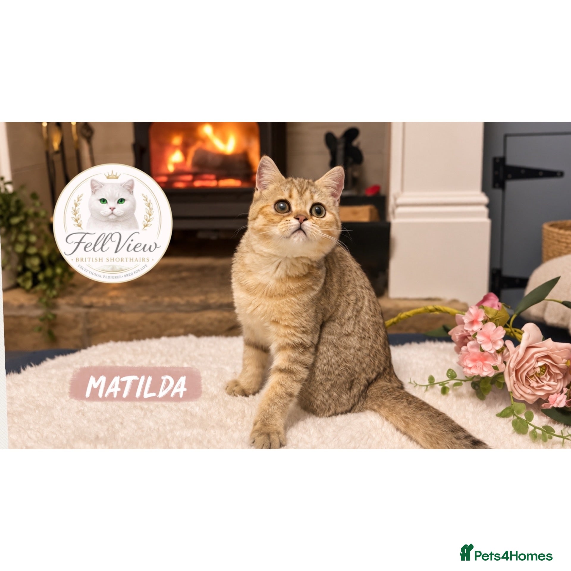 British Shorthair cats REDUCED - Pedigree Golden BSH Ready Now ! - Advert 22