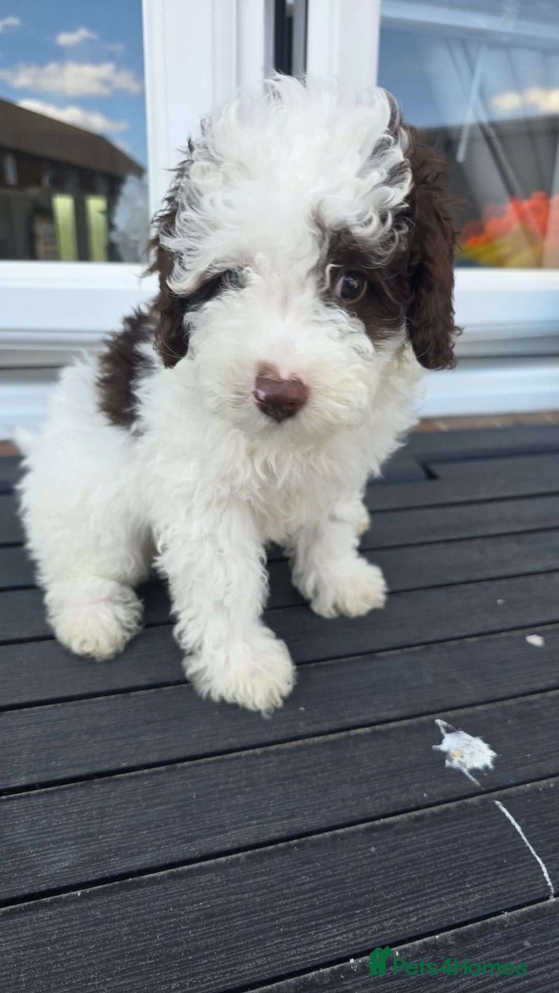 Cockapoo dogs Beautiful F1BB rare curly cockapoo's for sale  - Advert 7
