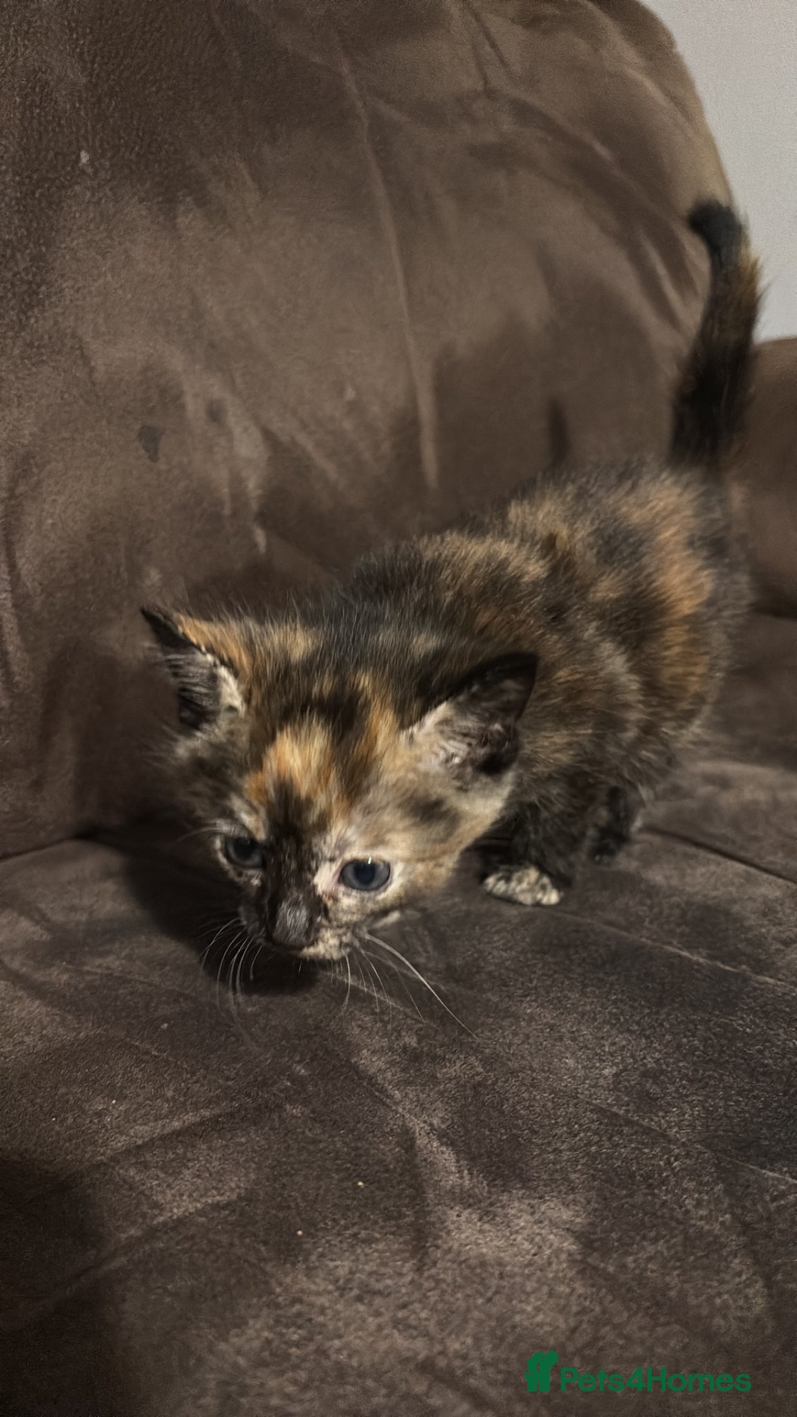 Mixed Breed cats Kittens for sale - Advert 1