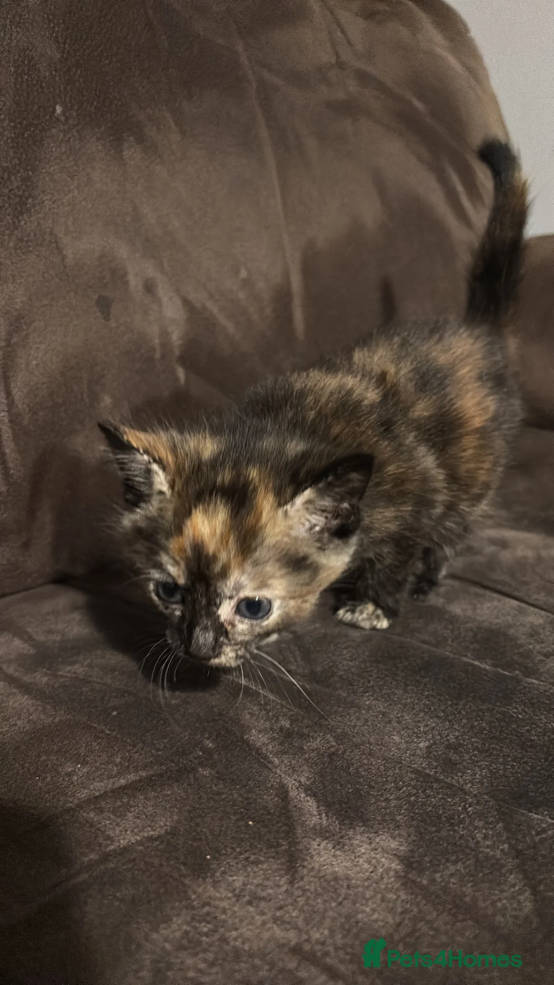 Mixed Breed cats for sale: Kittens for sale - Advert 1