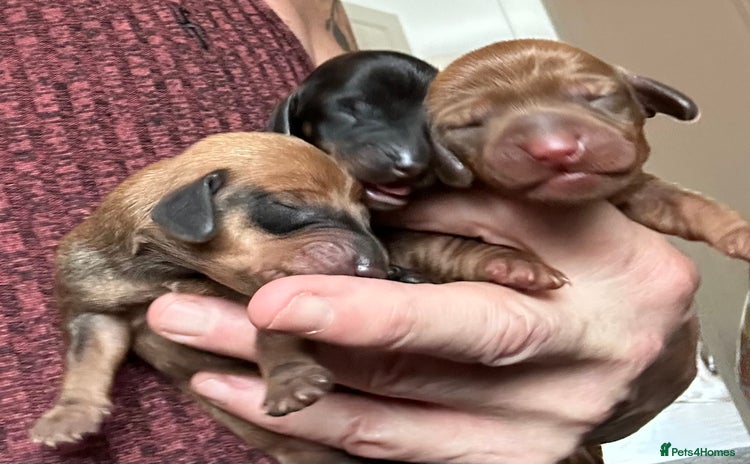 Dachshund dogs - Advert 2