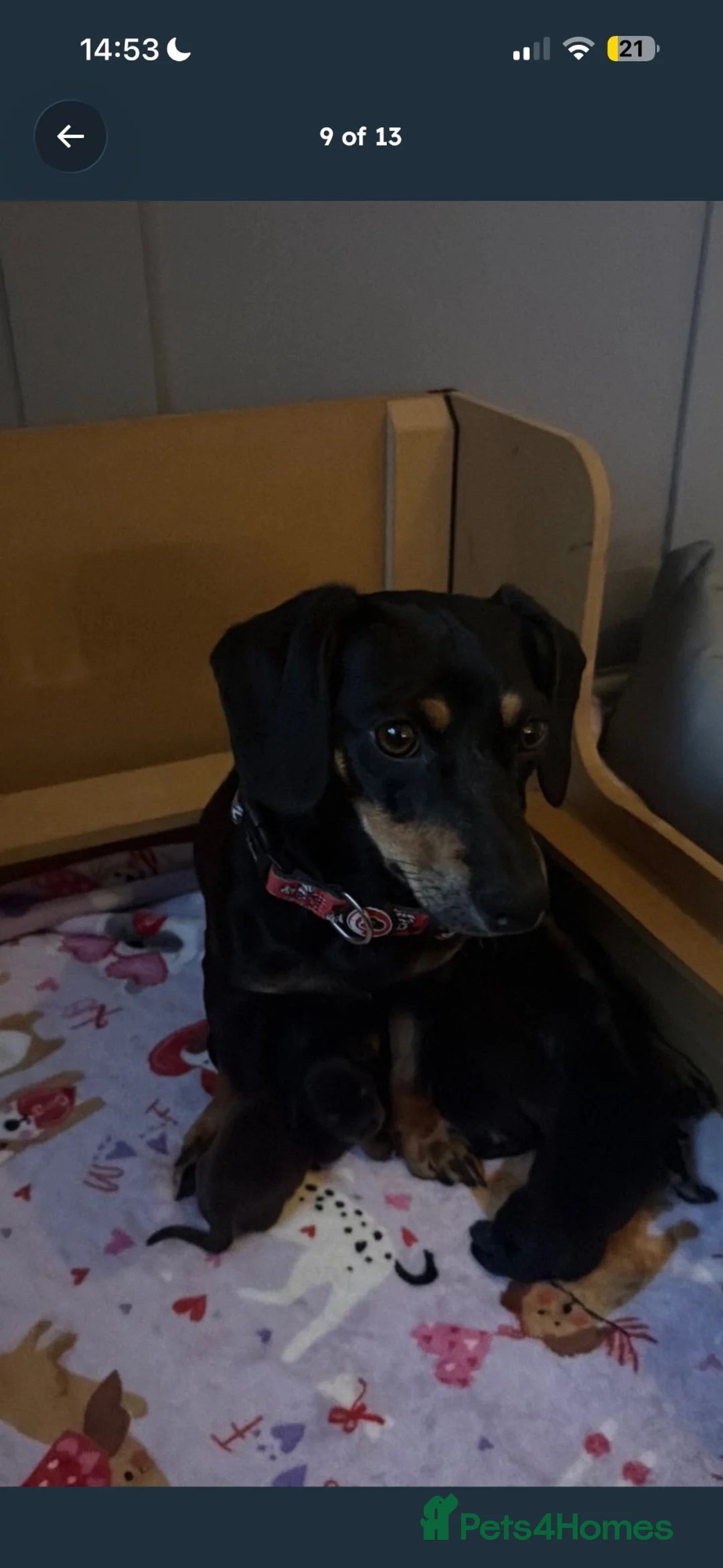 Miniature Dachshund dogs for sale: Miniature dachshund  - Advert 1