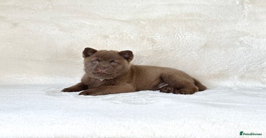 Chow Chow dogs - Advert 12