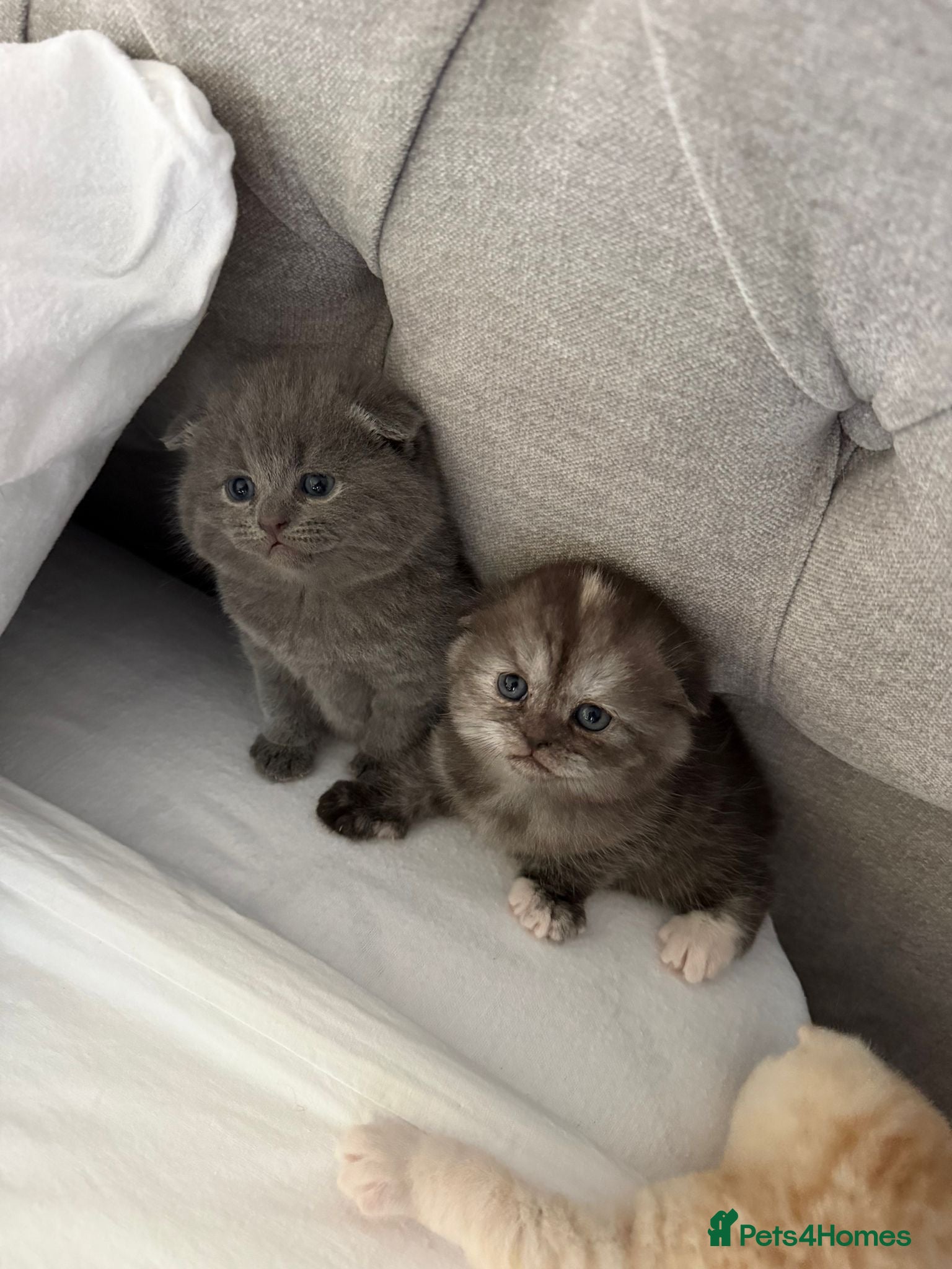 Scottish Fold cats Adorable 5 Scottish Fold Kittens - Advert 8