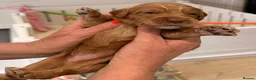 Australian Labradoodle dogs for sale: Australian Labradoodles Multigenerational  - Advert 31