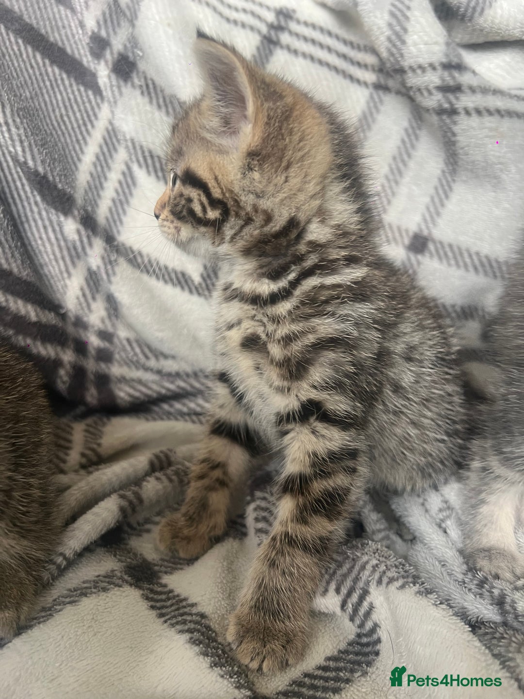 Mixed Breed cats for sale: chunky kittens - Image 13