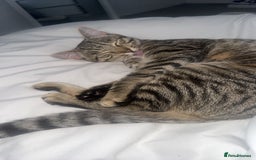Mixed Breed cats for sale: Tabby x bengal kitten  - Image 1