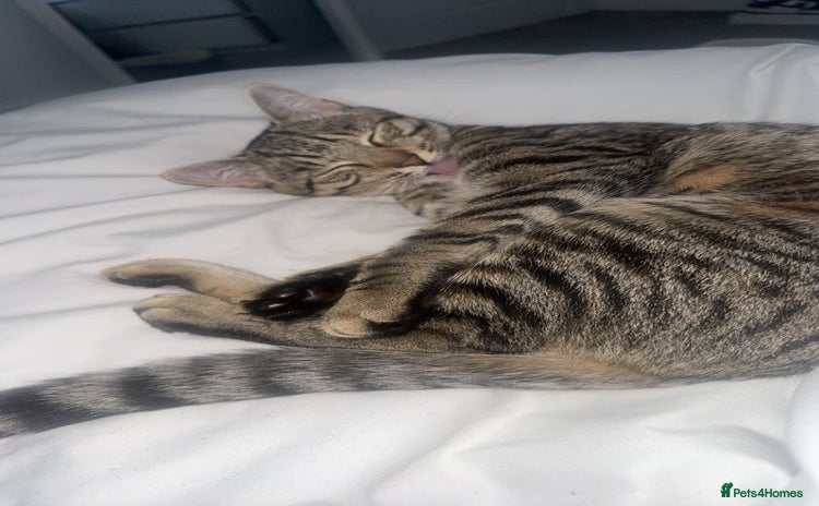 Mixed Breed cats - Advert 13