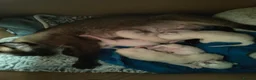 Siamese cats for sale: Siamese crosed with Ragdol - Advert 10
