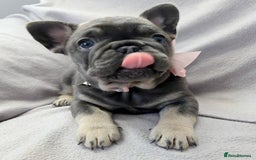 French Bulldog dogs for sale: 💖registered champion bloodline french bulldogs💖 - Image 5
