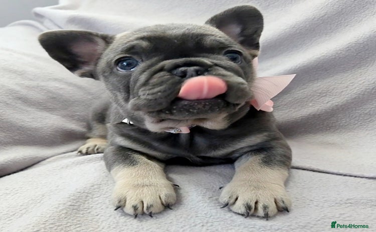 French Bulldog dogs - Advert 7