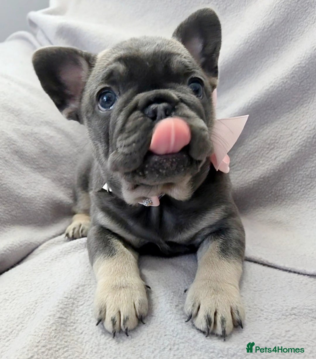 French Bulldog dogs for sale: 💖registered champion bloodline french bulldogs💖 - Image 5