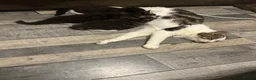 Mixed Breed cats for sale: 3 little kittens are ready now  - Advert 2