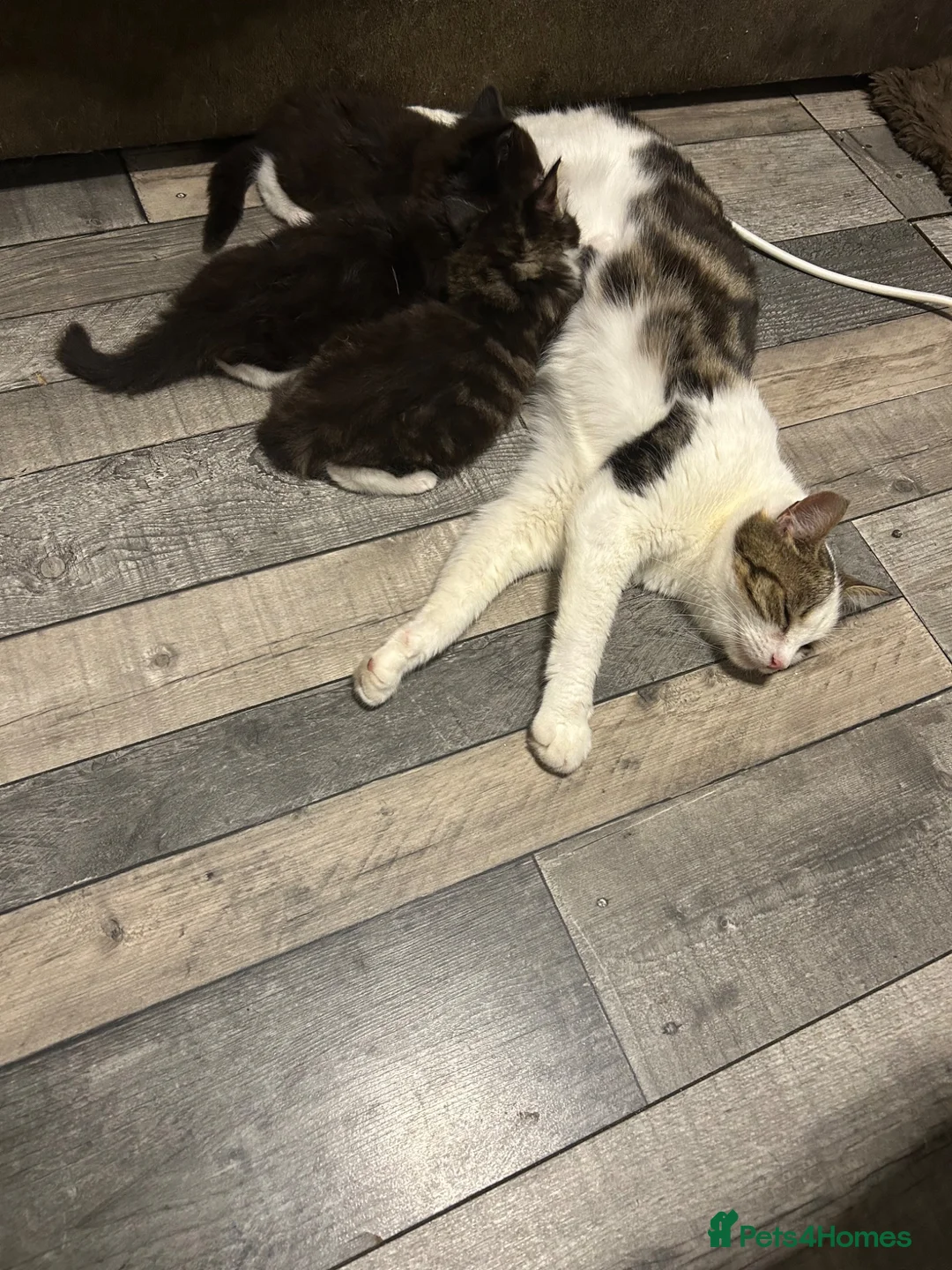 Mixed Breed cats for sale: 3 little kittens are ready now  - Advert 2
