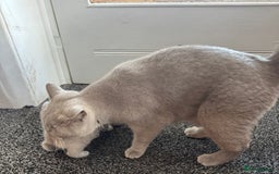 British Shorthair cats for sale: GCCF British shorthair lilac male kitten  - Image 11