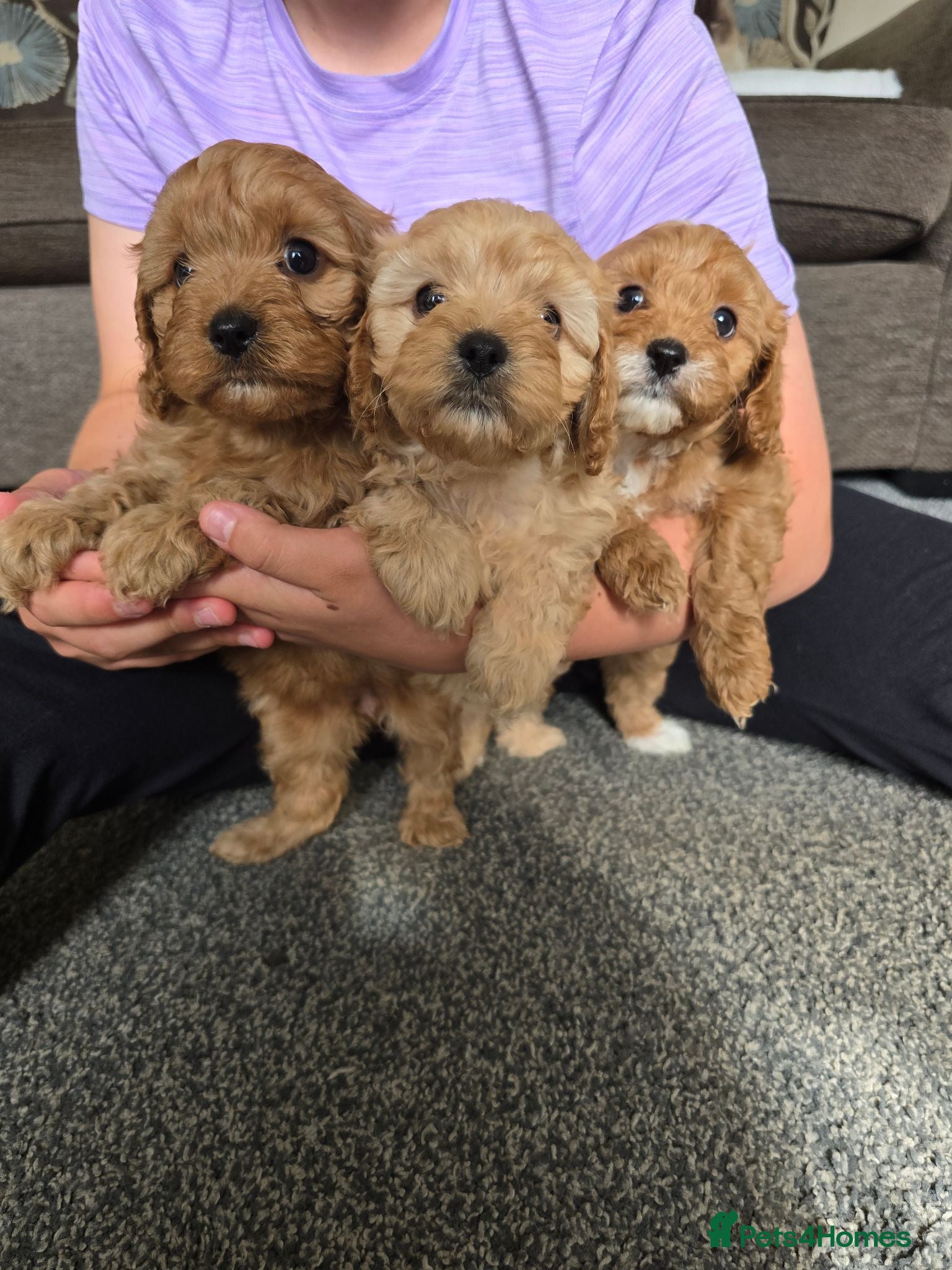 Cavapoo dogs Beautiful F1 Cavapoo Girls - Advert 18