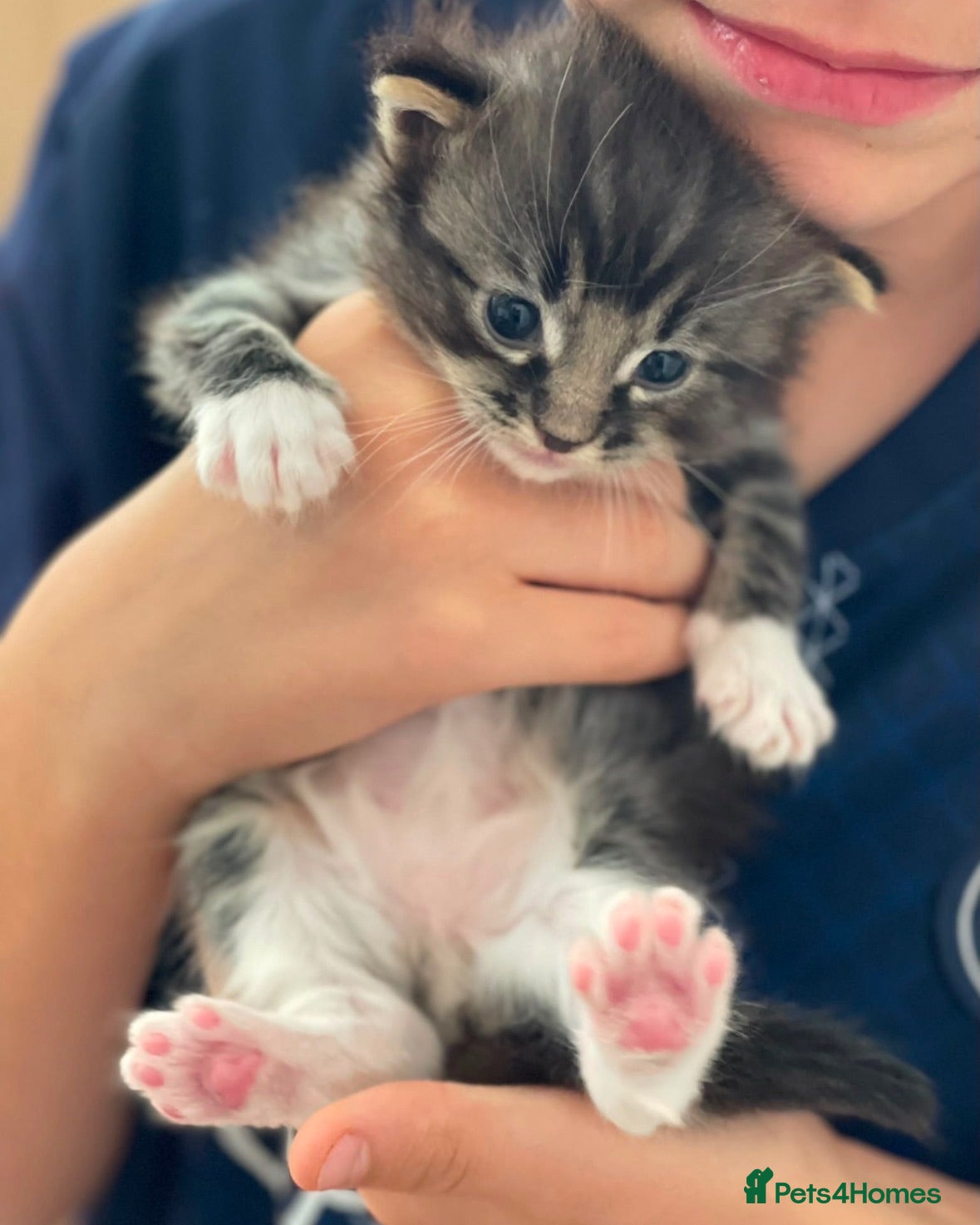 Mixed Breed cats Cross breed Ragdoll Kittens - Advert 2