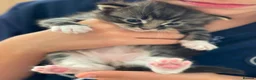 Mixed Breed cats for sale: Cross breed Ragdoll Kittens in Stirling - Advert 1
