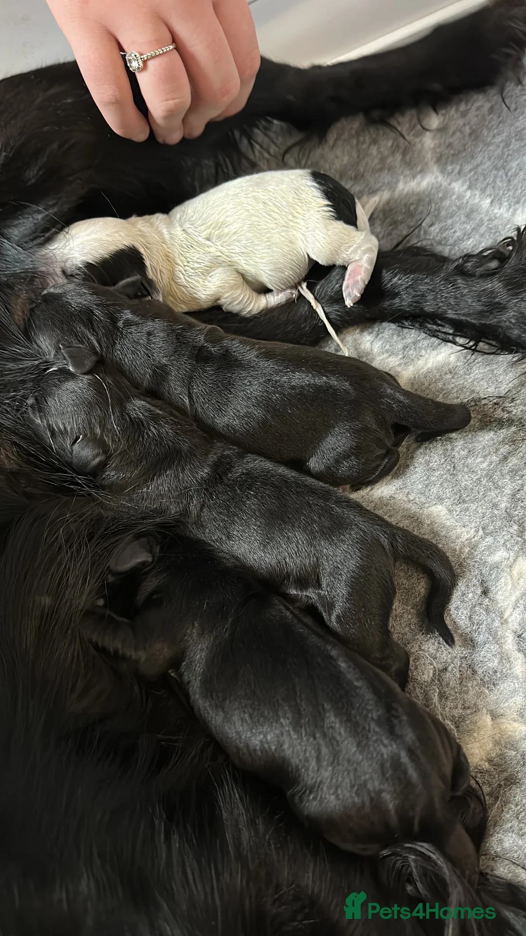 Bocker dogs for sale: Bocker puppies  - Advert 6