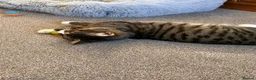 Domestic Shorthair cats for sale: Samie - Advert 8