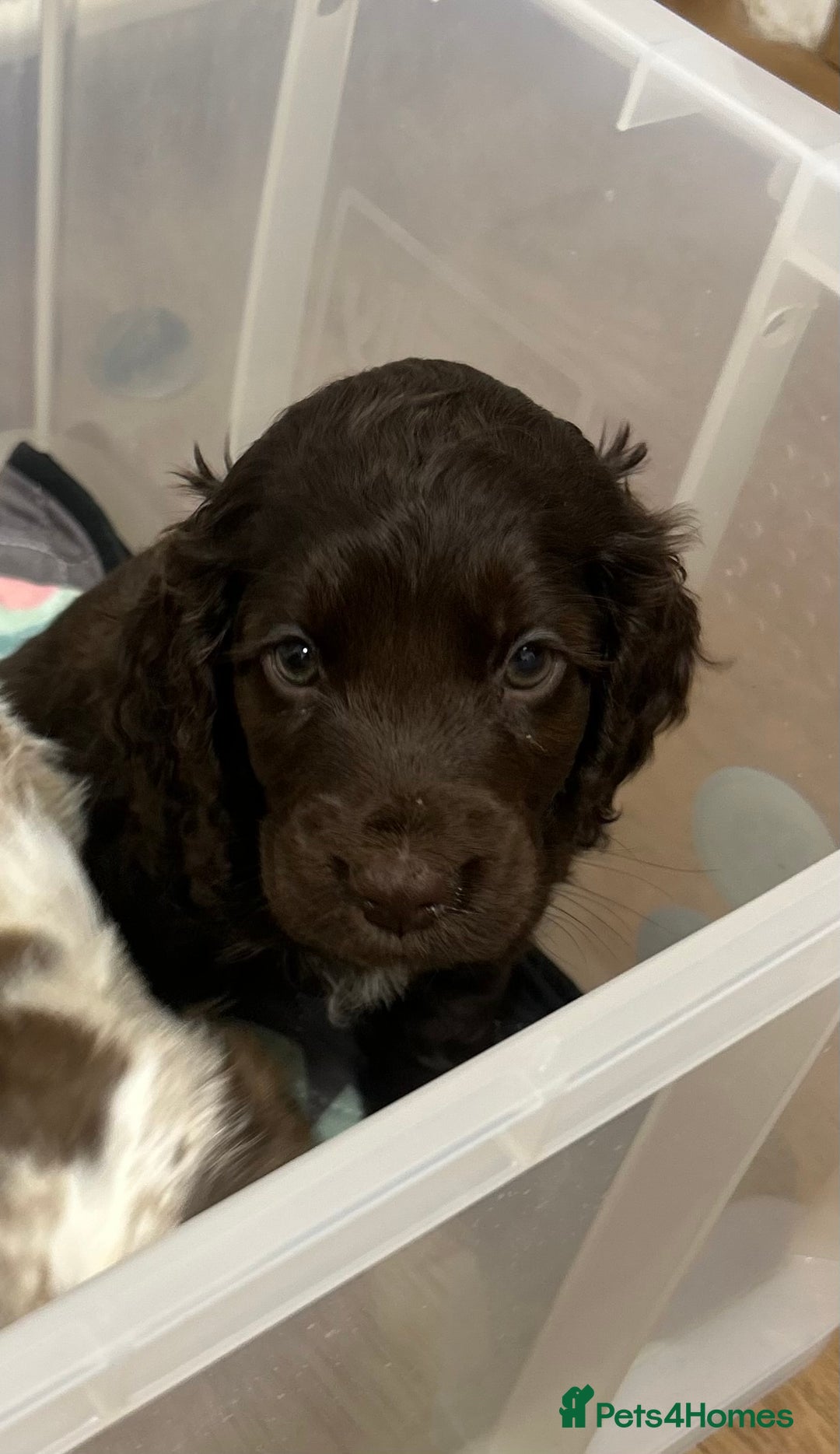 Cocker Spaniel dogs for sale: Beautiful KC reg Cocker Spaniel Pups - Advert 4