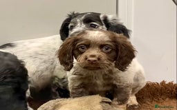 Cocker Spaniel dogs for sale: Cocker Spaniel puppies - Image 4