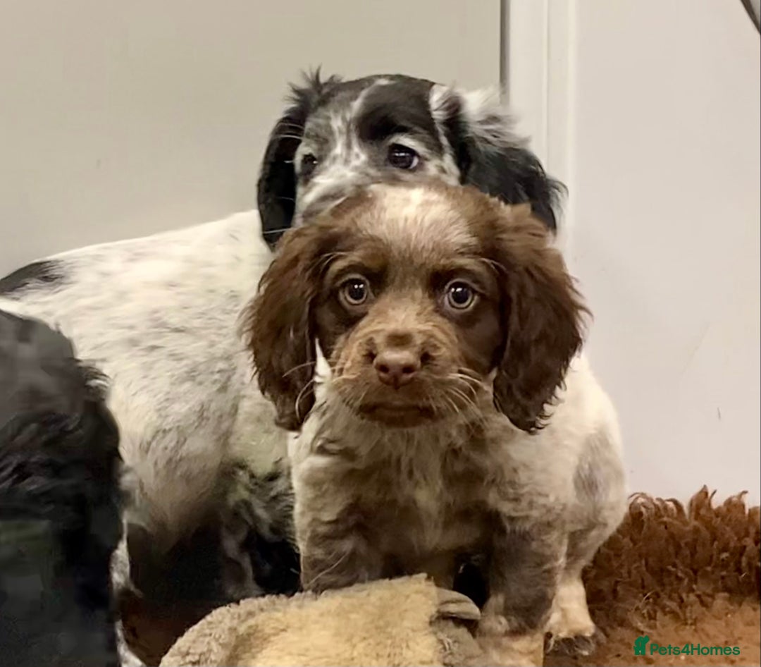 Cocker Spaniel dogs for sale: Cocker Spaniel puppies - Image 4