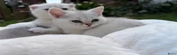 Scottish Fold cats for sale: Ocean-blue eyes Scottish Folds/Straight - Advert 25