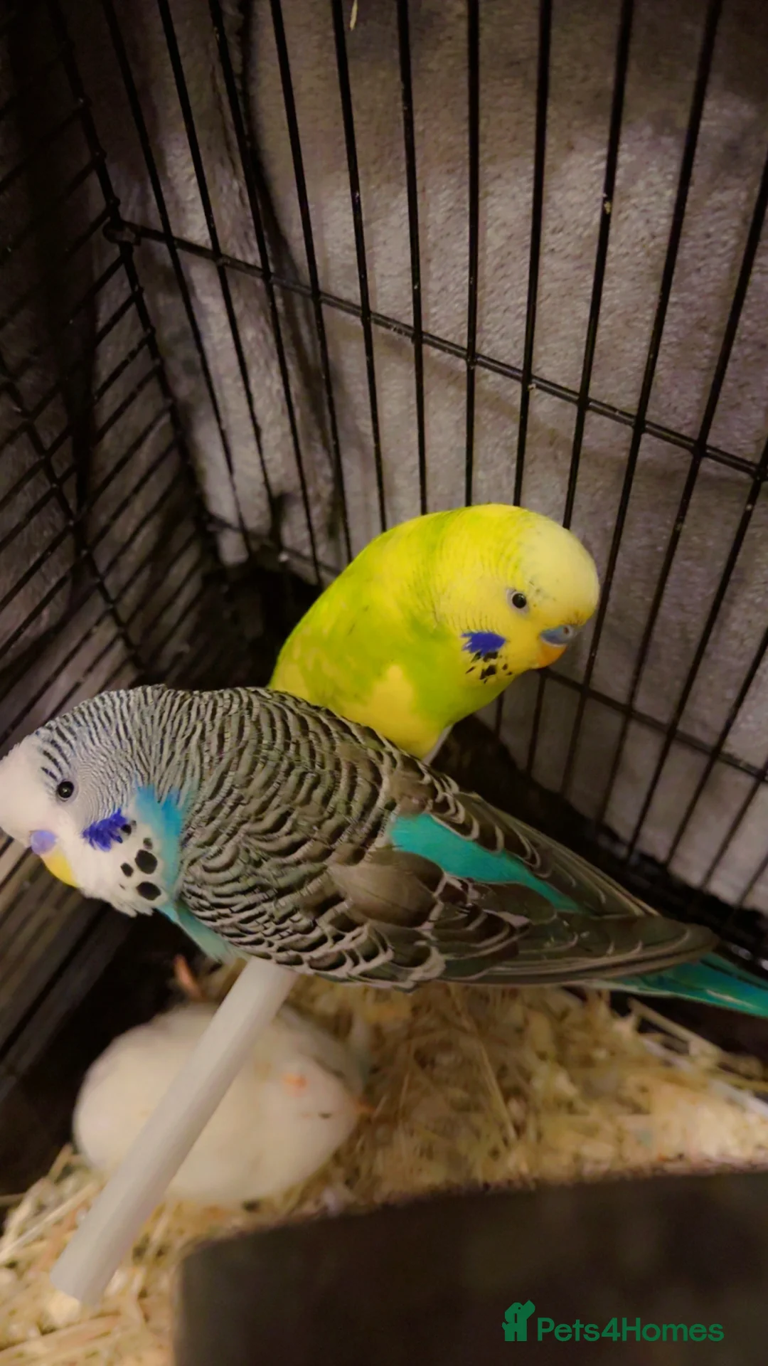 Mixed Breed birds for sale: budgie in Newmarket - Advert 2