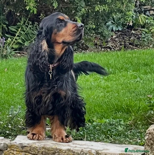 Gallery Image {{count}}