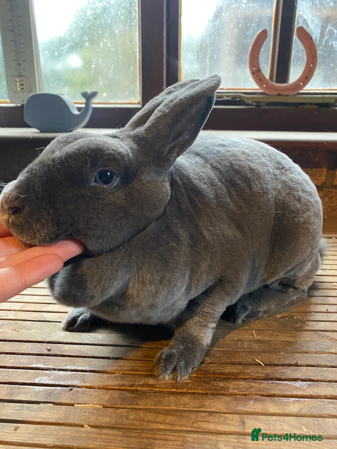 Rex rabbits for sale: Vienna Marked Blue Mini Rex Doe - Advert 2