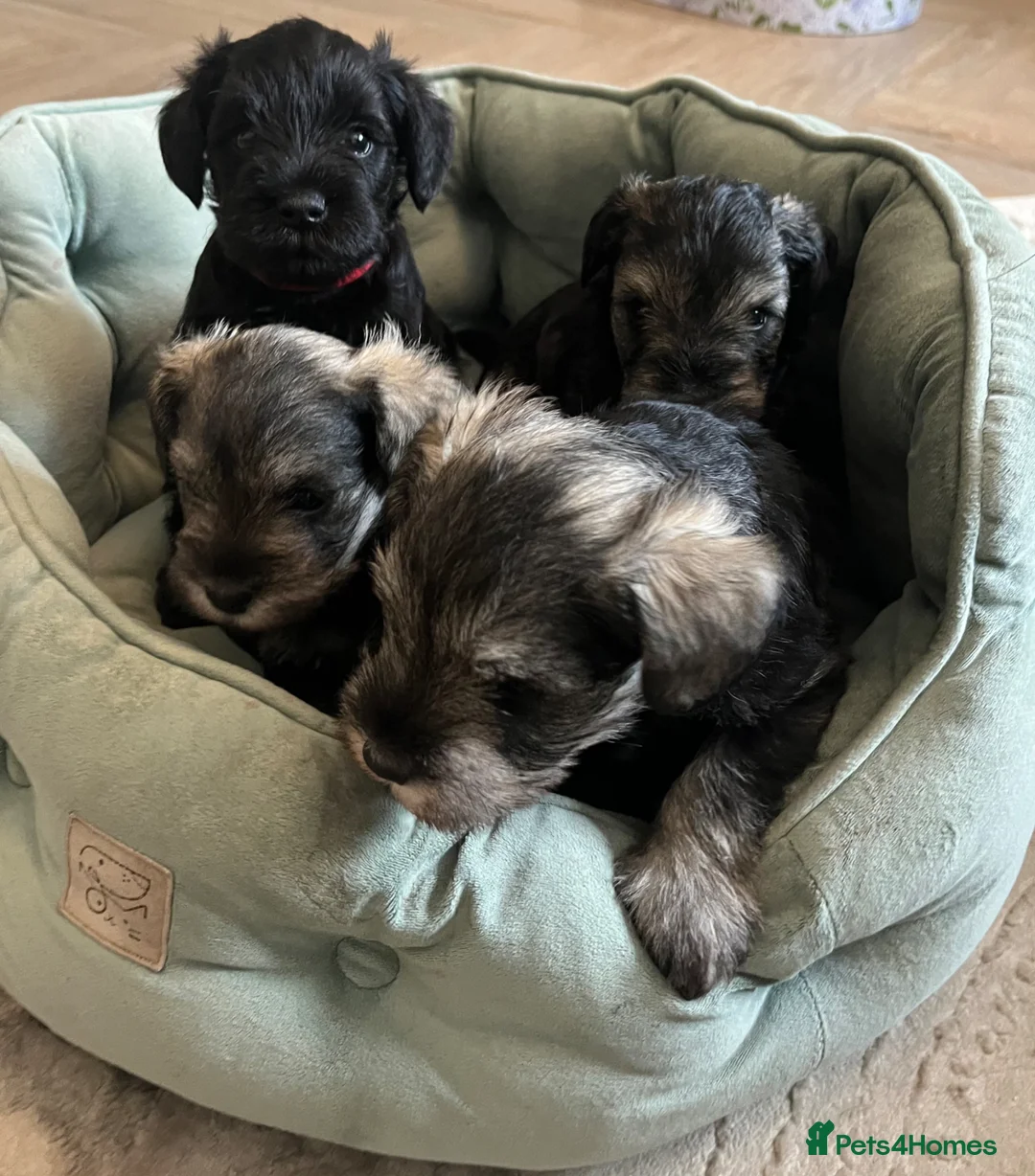 Miniature Schnauzer dogs for sale: Miniature Schnauzer puppies in Chelmsford - Advert 2