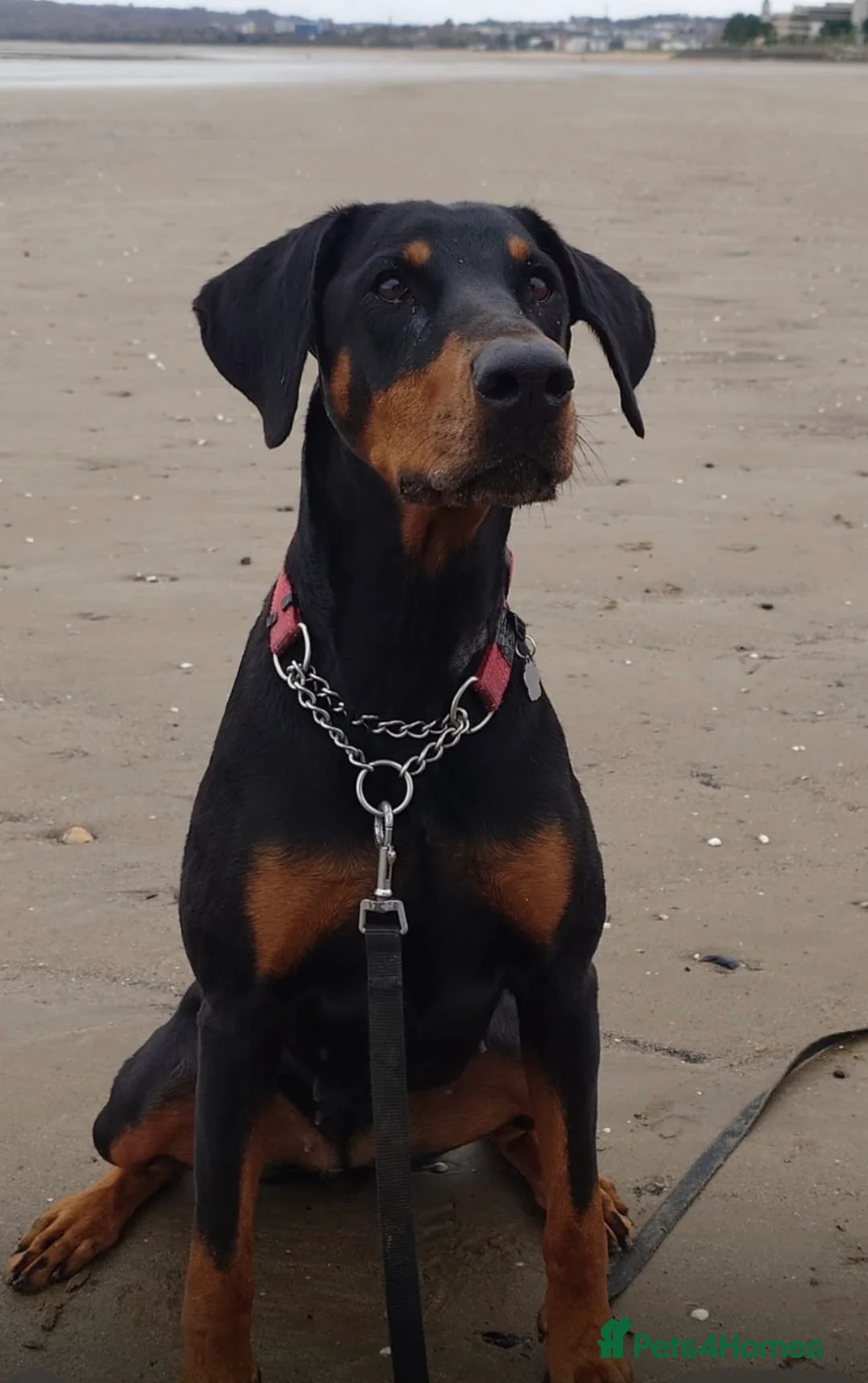 Dobermann dogs for sale: KC Registered Doberman Pups - Advert 9