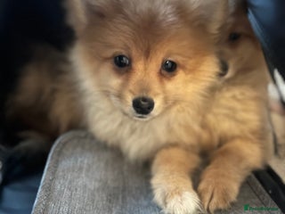 Mixed Breed dogs The cutest Pups: German & Japanese Pomeranian - Advert 15