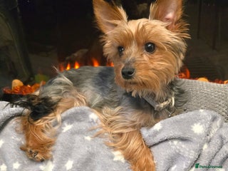 Yorkshire Terrier dogs Yorkshire terrier mini - Advert 2