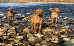 Labrador Retriever dogs for stud: Fox Red Labrador at stud KC Health tested  - Image 5
