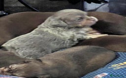 Miniature Dachshund dogs for sale: Stunning full pedigree Miniature Dachshunds  - Image 23