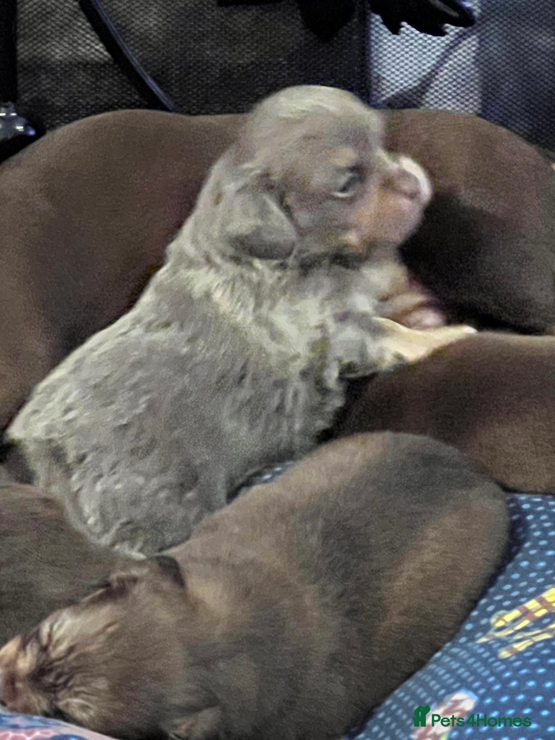 Miniature Dachshund dogs for sale: Stunning full pedigree Miniature Dachshunds  - Image 23