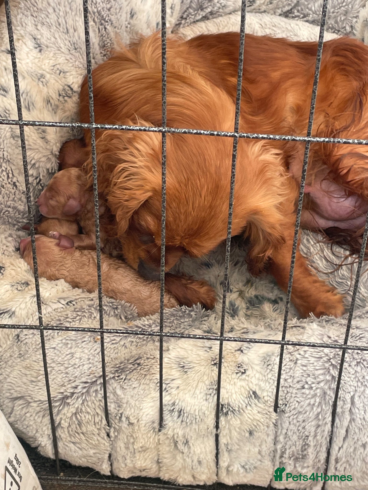 Cavapoo dogs Charming cavapoo puppies  - Advert 3