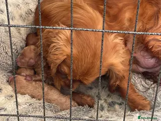 Cavapoo dogs Charming cavapoo puppies - Advert 4